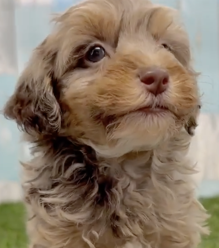brown merle havapoo with a brown nose